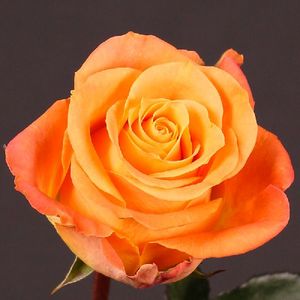 ROSE MORNING SUN 40